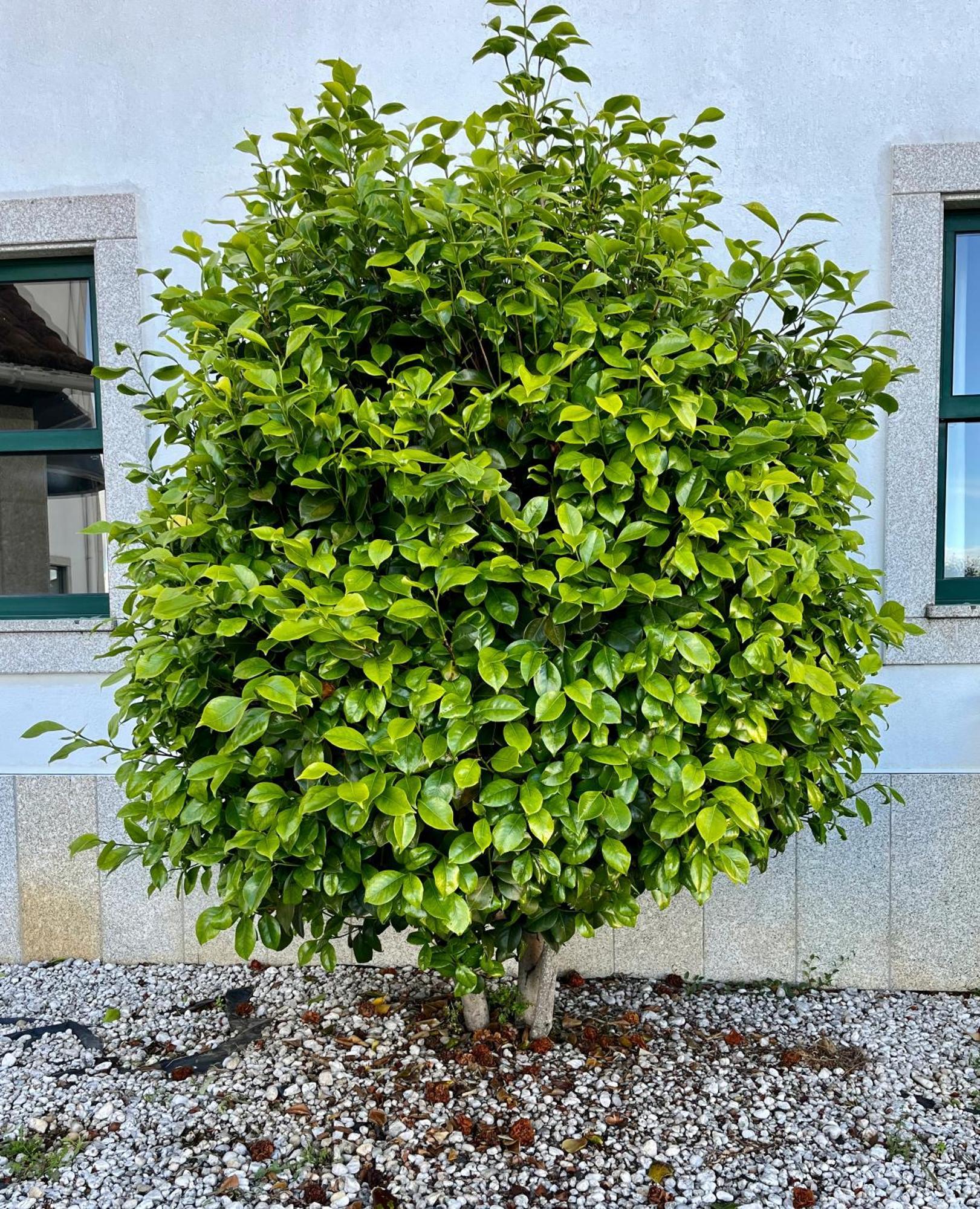 Vinhais Hotel المظهر الخارجي الصورة